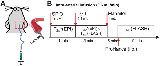 Theranostics Image