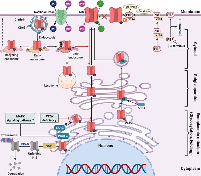 Theranostics Image