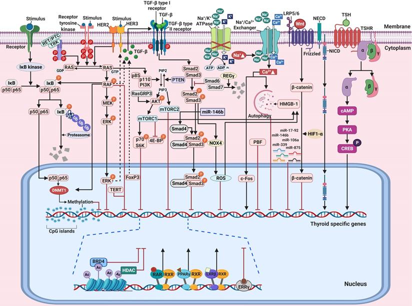 Theranostics Image