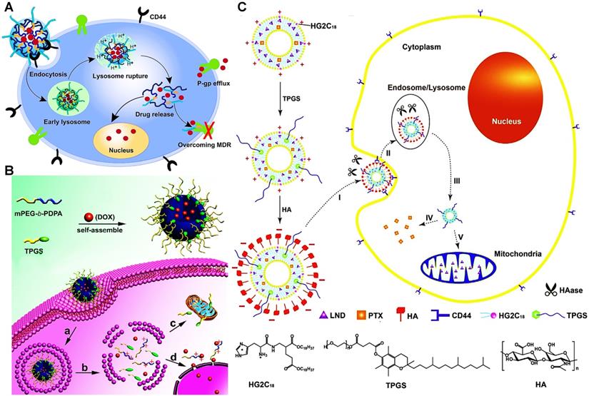 Theranostics Image