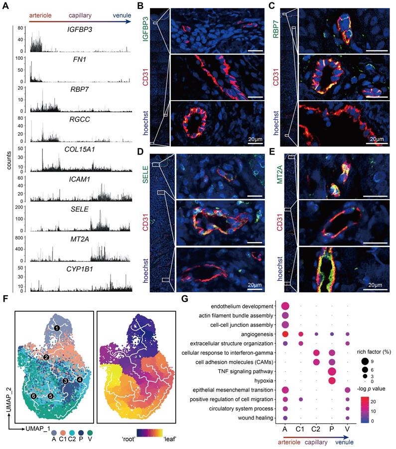 Theranostics Image