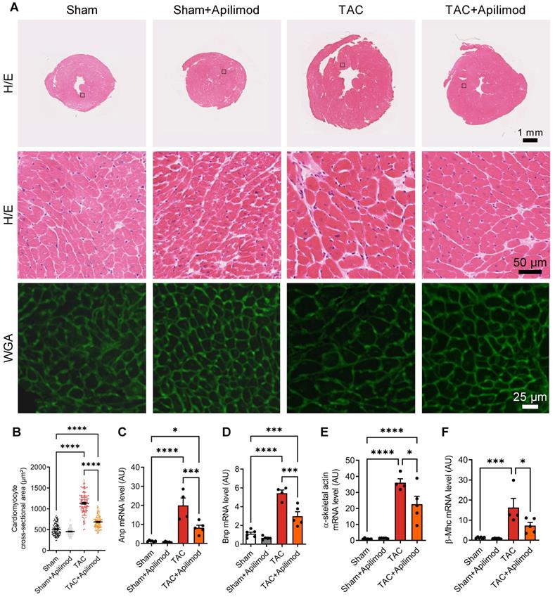 Theranostics Image