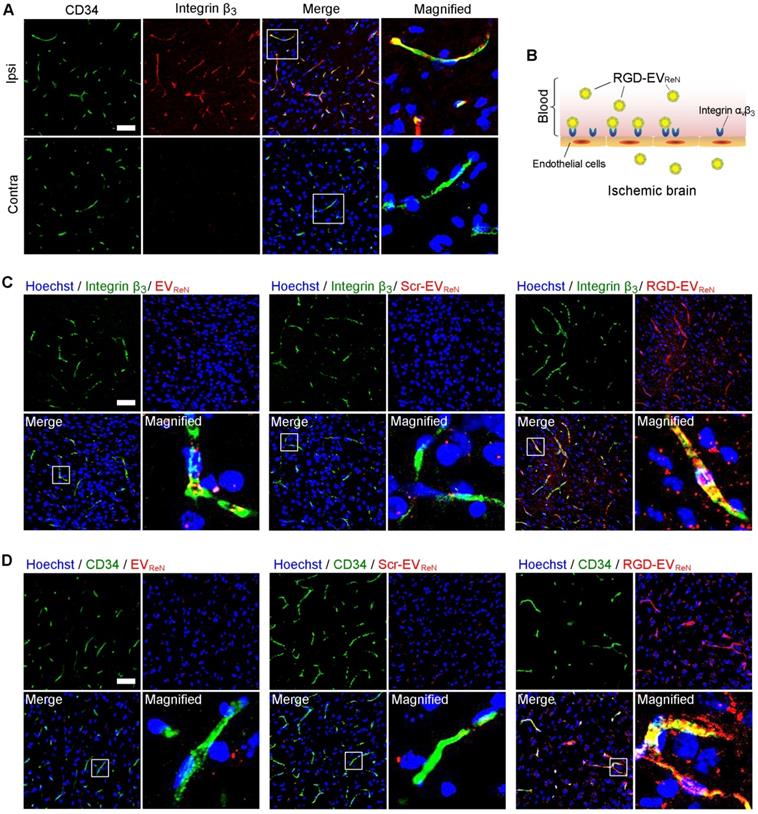 Theranostics Image