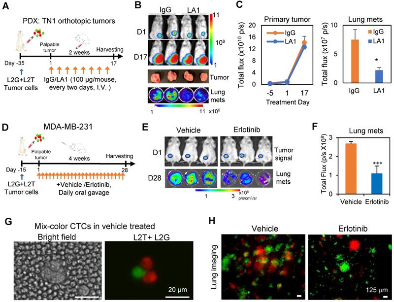 Theranostics Image