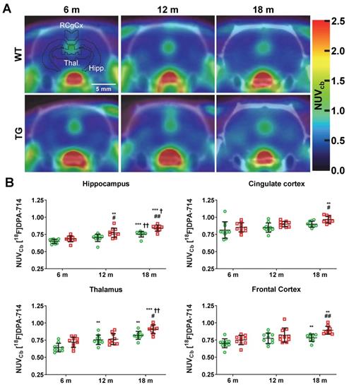 Theranostics Image