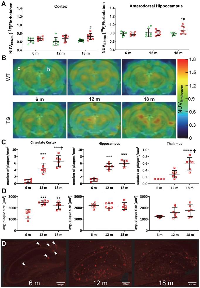 Theranostics Image