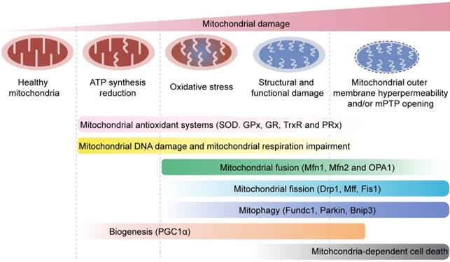 Theranostics Image