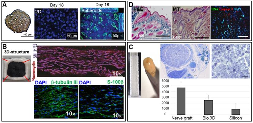 Theranostics Image