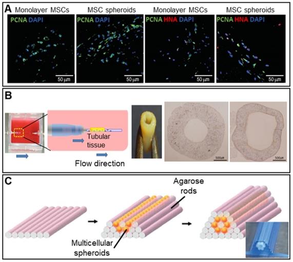 Theranostics Image