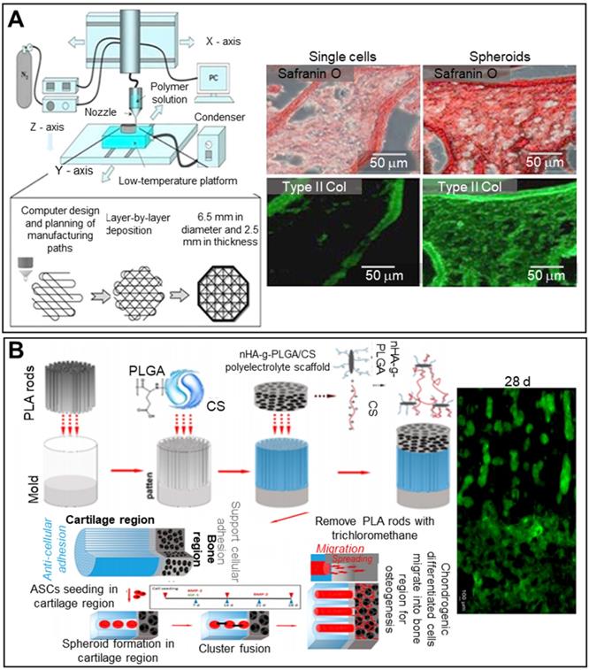 Theranostics Image