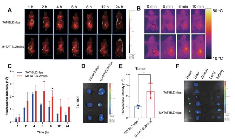 Theranostics Image