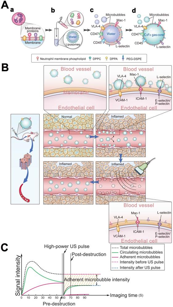 Theranostics Image