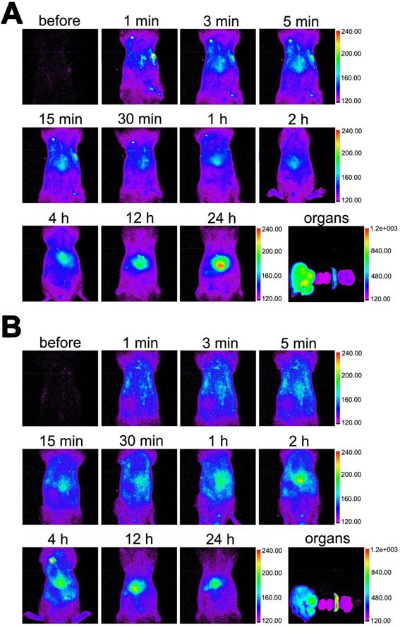 Theranostics Image