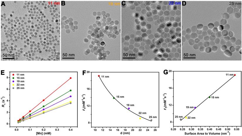 Theranostics Image