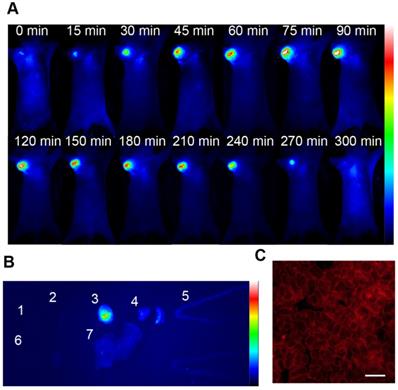 Theranostics Image