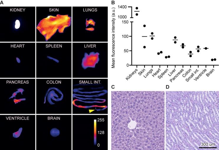 Theranostics Image