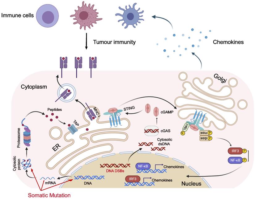 Theranostics Image