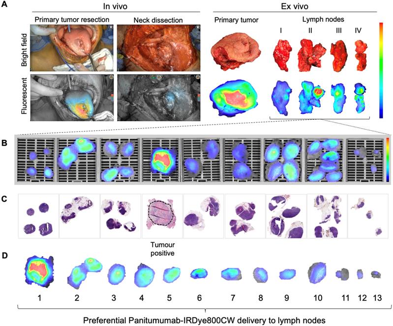 Theranostics Image