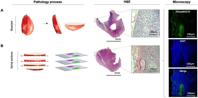 Theranostics Image