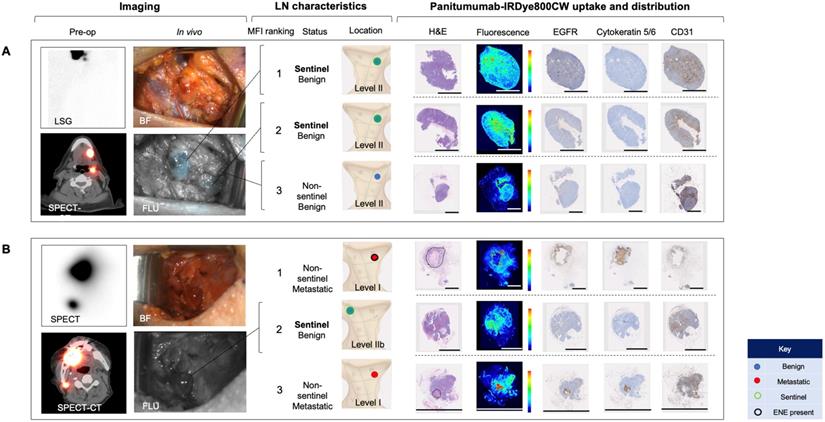 Theranostics Image