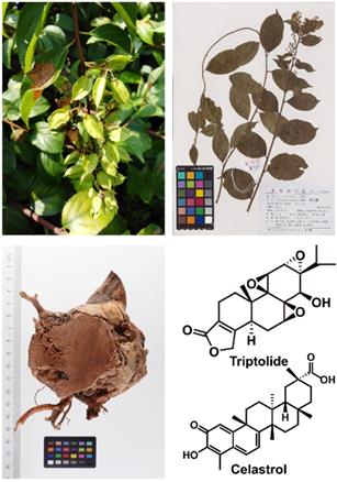 Theranostics Image