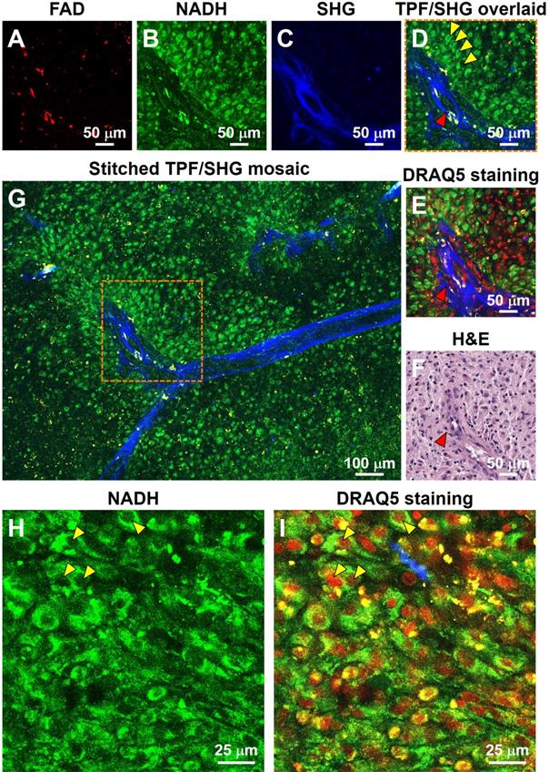 Theranostics Image