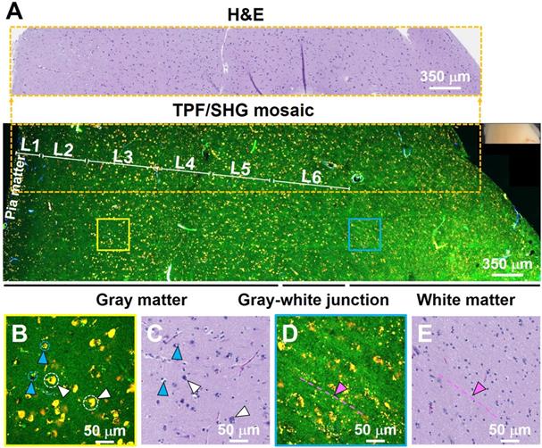 Theranostics Image