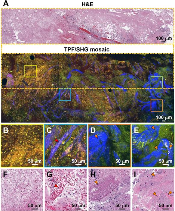 Theranostics Image