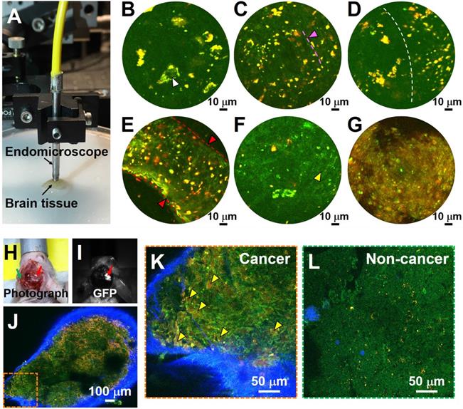 Theranostics Image