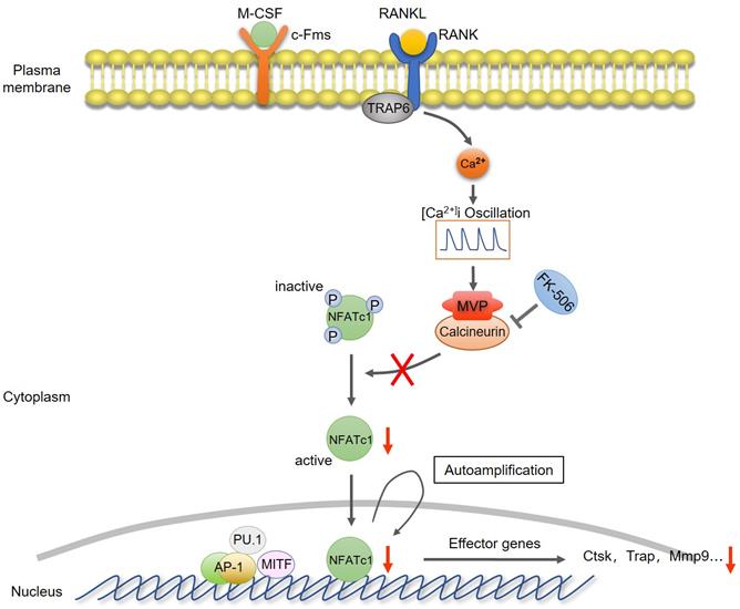 Theranostics Image