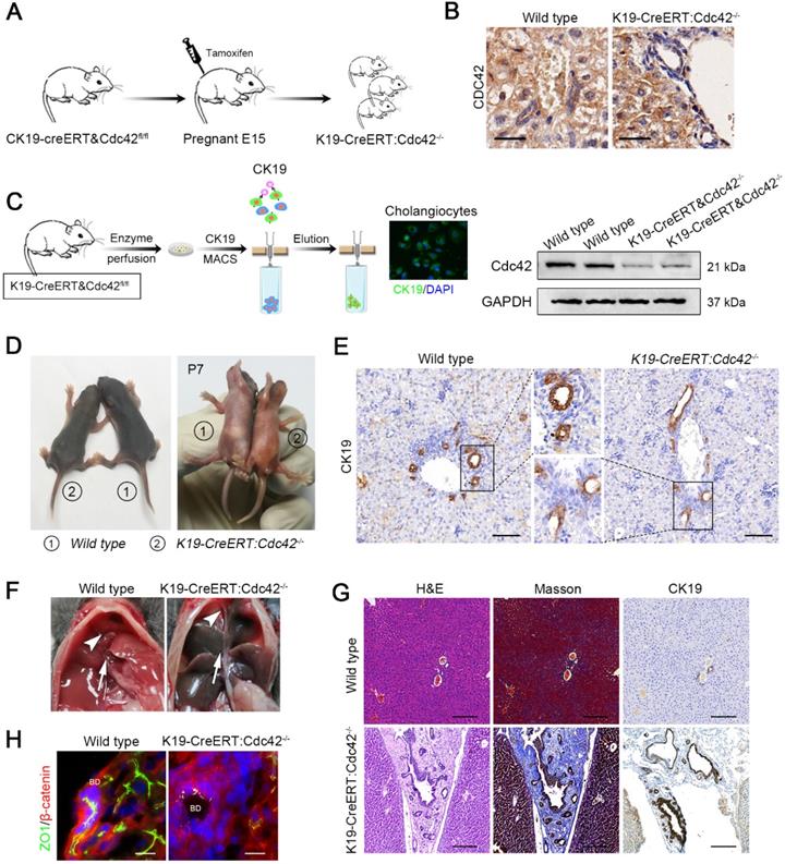 Theranostics Image