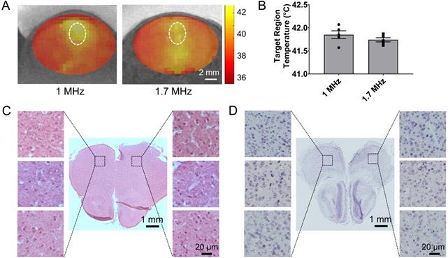 Theranostics Image