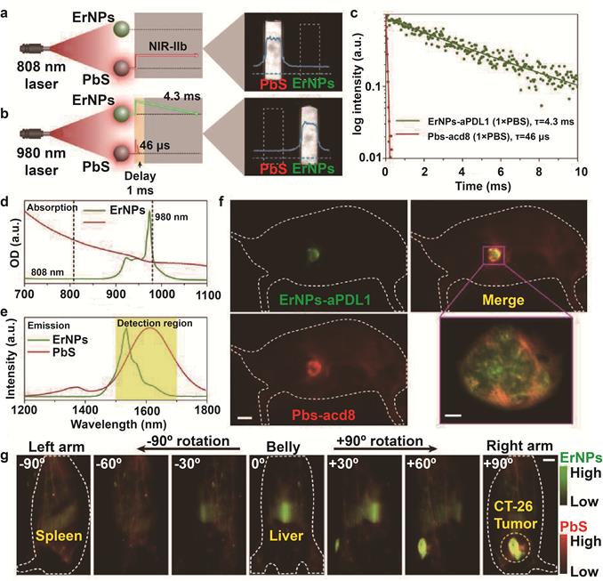 Theranostics Image