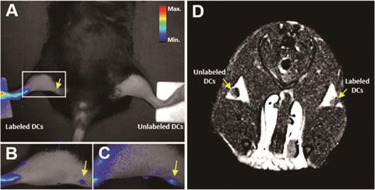 Theranostics Image