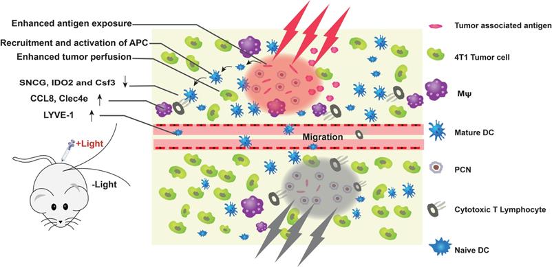 Theranostics Image