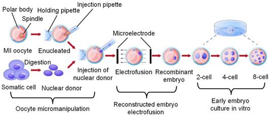 Theranostics Image