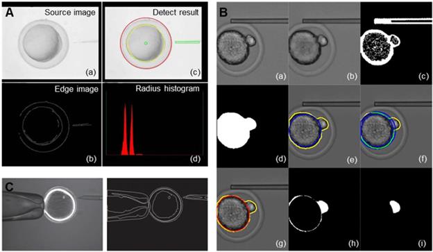 Theranostics Image