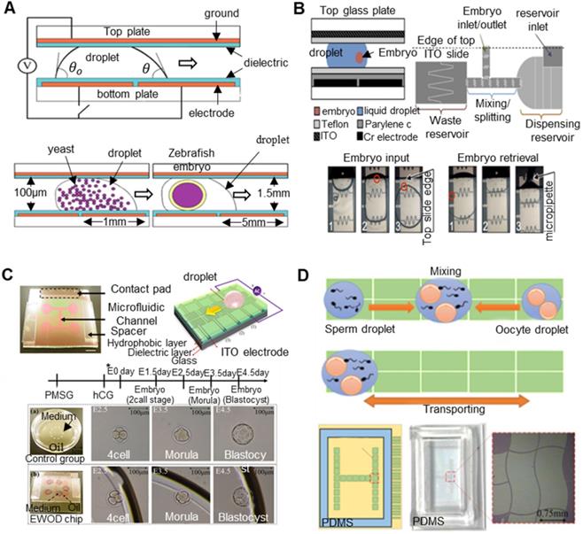 Theranostics Image