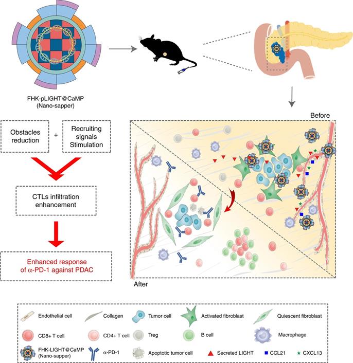 Theranostics Image