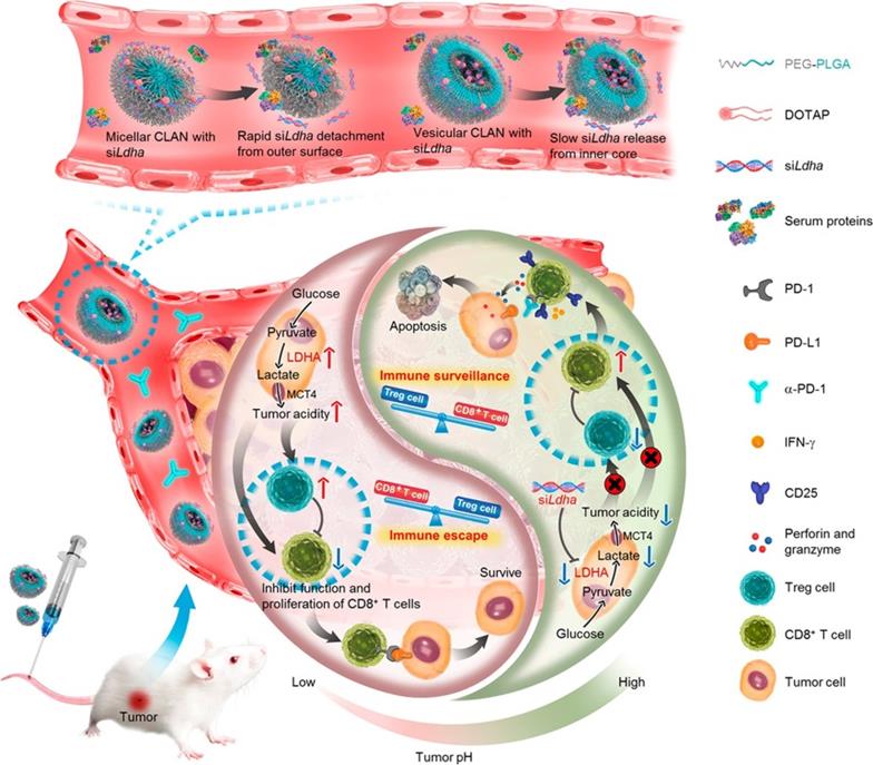 Theranostics Image