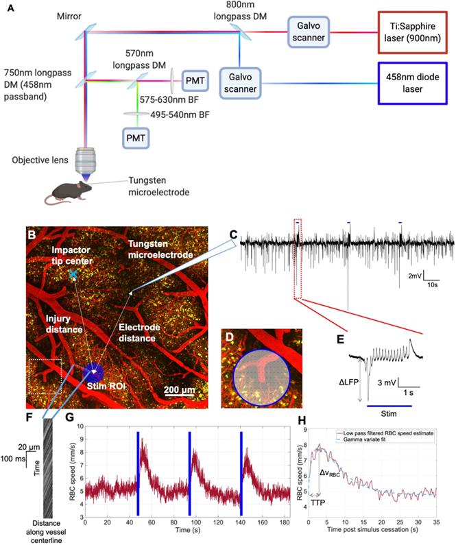 Theranostics Image