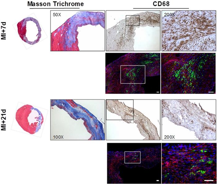 Theranostics Image