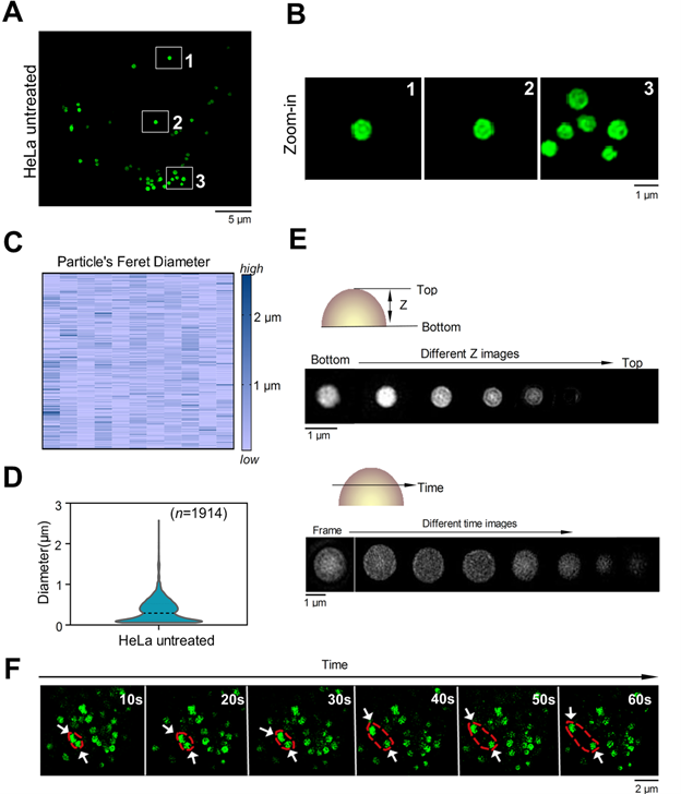 Theranostics Image