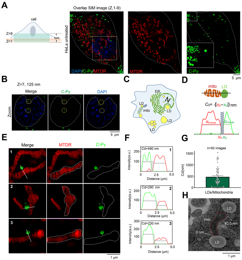 Theranostics Image