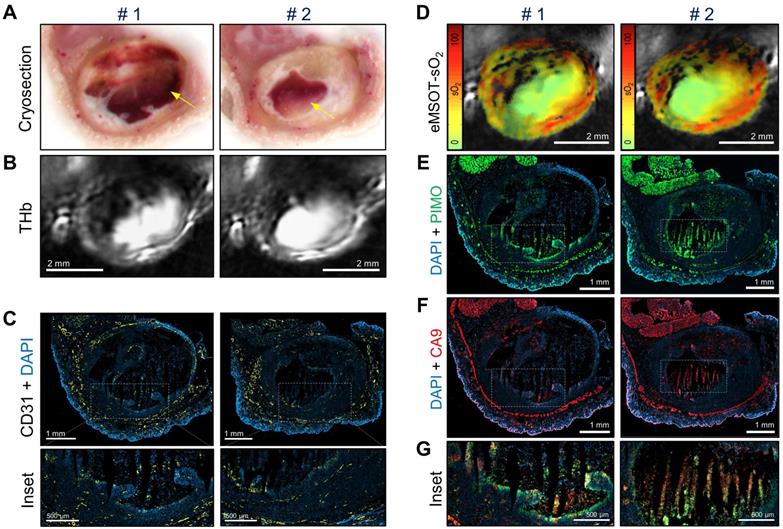 Theranostics Image