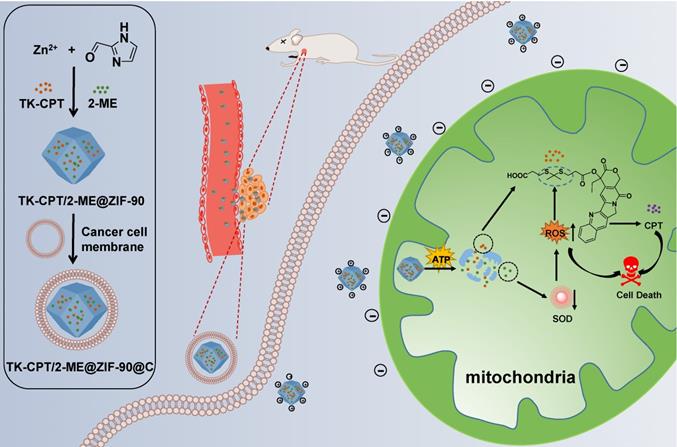 Theranostics Image