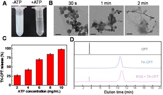 Theranostics Image