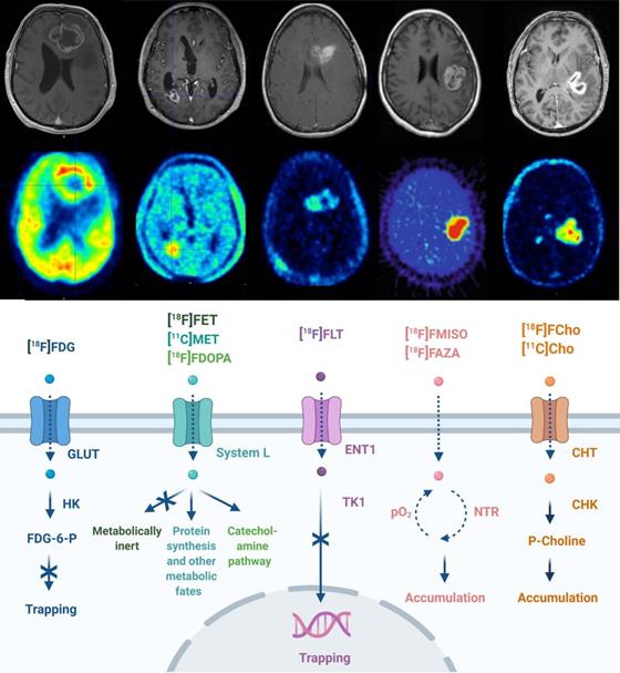 Theranostics Image