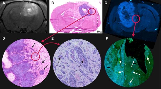 Theranostics Image