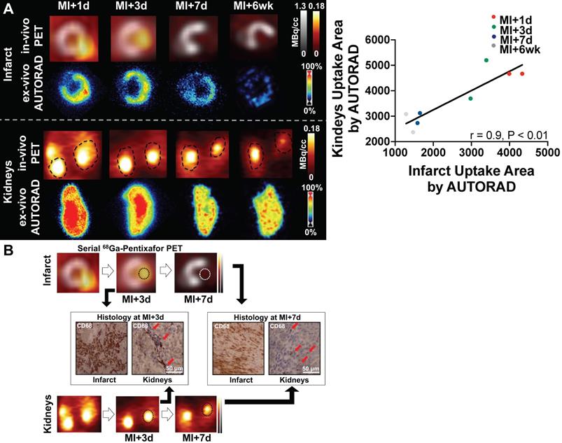 Theranostics Image